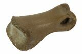 Small Theropod Toe Bone - Hell Creek Formation, Montana #97388-3